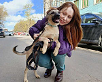 Собаки в Москве: Милые щенки в добрые руки Девочка, 1 руб. - фото 6