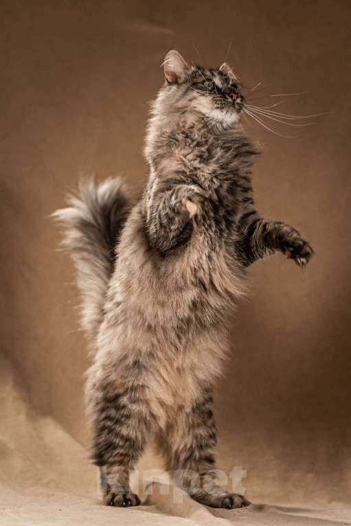 Кошки в Клине: Лилу — пушистое сокровище Девочка, Бесплатно - фото 3