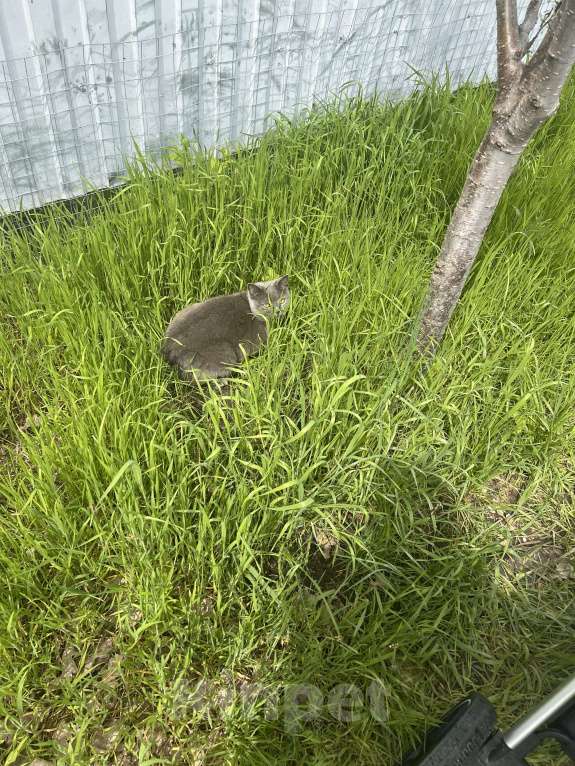 Кошки в других городах Краснодарского края: Пропала кошка в районе поселка Южный. Вознаграждение 100 000 р нашедшему Девочка, 100 000 руб. - фото 4