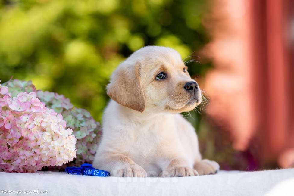 Собаки в Москве: Палевый щенок лабрадора  Мальчик, 100 000 руб. - фото 3