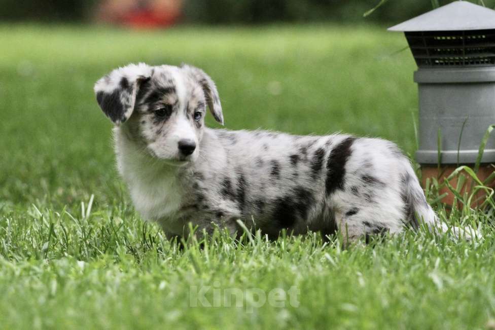 Собаки в Москве: Девочка вельш корги кардиган Девочка, 80 000 руб. - фото 6