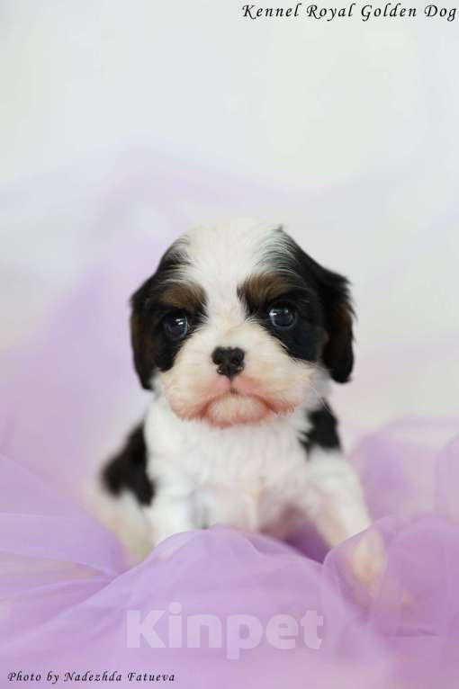 Собаки в Москве: Щенки кавалер Кинг Чарльз спаниель  Девочка, 100 000 руб. - фото 2