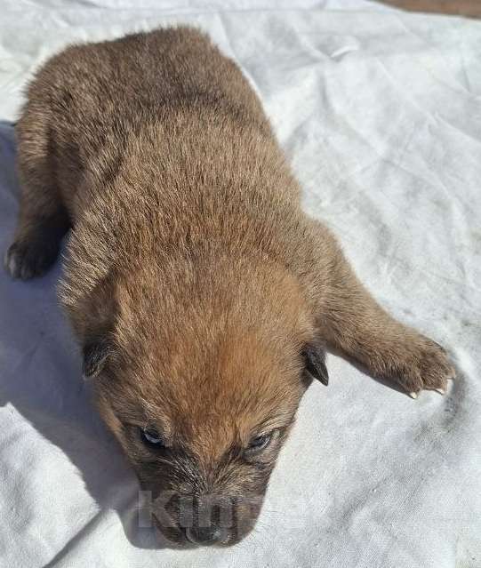 Собаки в других городах Московской области: Спасите щенков Девочка, Бесплатно - фото 4
