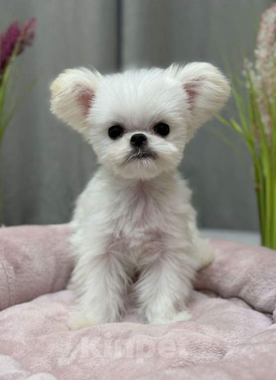 Собаки в Москве: Молли.  Эксклюзивное Микро Девочка, 150 000 руб. - фото 1