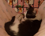 Кошки в Жуковском: Котенок девочка Семечка Девочка, Бесплатно - фото 8