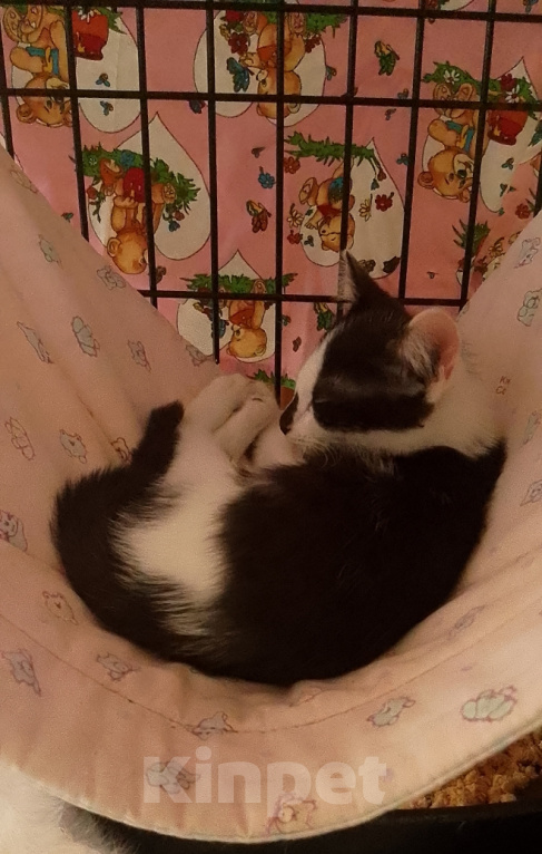 Кошки в Жуковском: Котенок девочка Семечка Девочка, Бесплатно - фото 8