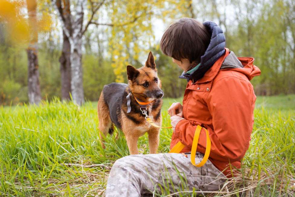 Собаки в Москве: Булочка живёт в приюте и мечтает обрести дом Девочка, Бесплатно - фото 9