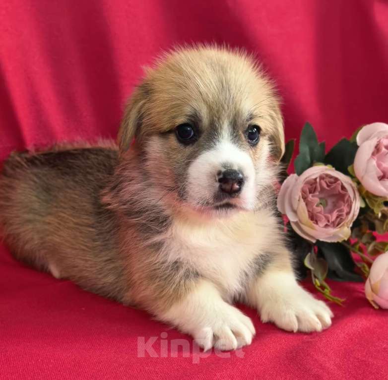 Собаки в Москве: НА АПРЕЛЬ ВЕЛЬШ КОРГИ ПЕМБРОК Мальчик, 60 000 руб. - фото 2