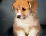 Собаки в Колпино: Щенок вельш-корги пемброк Девочка, 80 000 руб. - фото 3