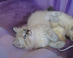 Кошки в Краснодаре: Котята Невская маскарадная color point blue пушистый Мальчик, 28 000 руб. - фото 6