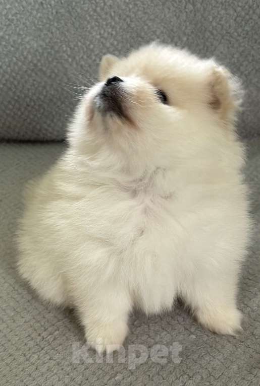 Собаки в Москве: Померанский шпиц мишка Мальчик, 25 000 руб. - фото 5