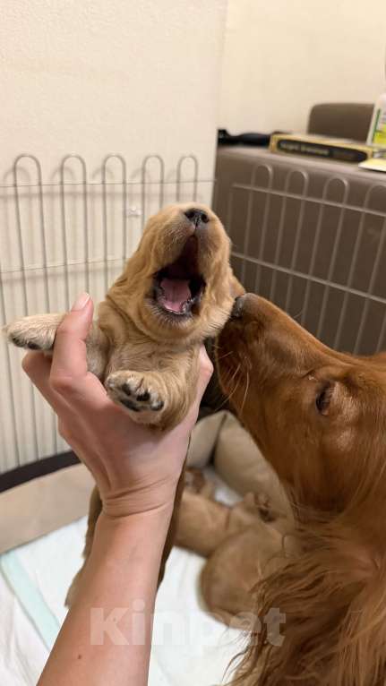 Собаки в Екатеринбурге: Английский кокер-спаниель Мальчик, 40 000 руб. - фото 2