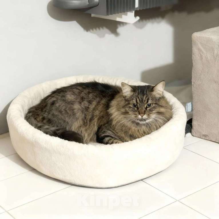 Кошки в Москве: Ручная кошечка Анфиса ищет надёжную семью Девочка, Бесплатно - фото 5