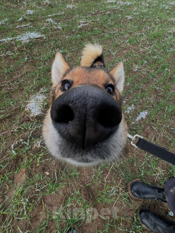 Собаки в Клине: Миндаль — милая карамельная очаровашка, которая ждёт своего Человека Девочка, Бесплатно - фото 6