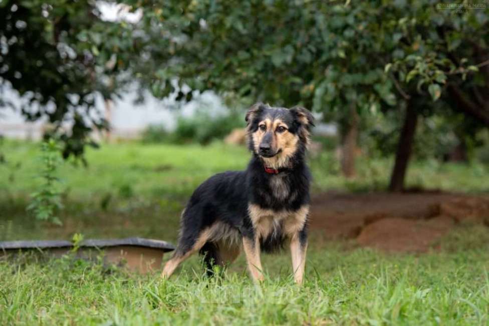 Собаки в Москве: Пушистая собачка Одри в добрые руки Девочка, 1 руб. - фото 4