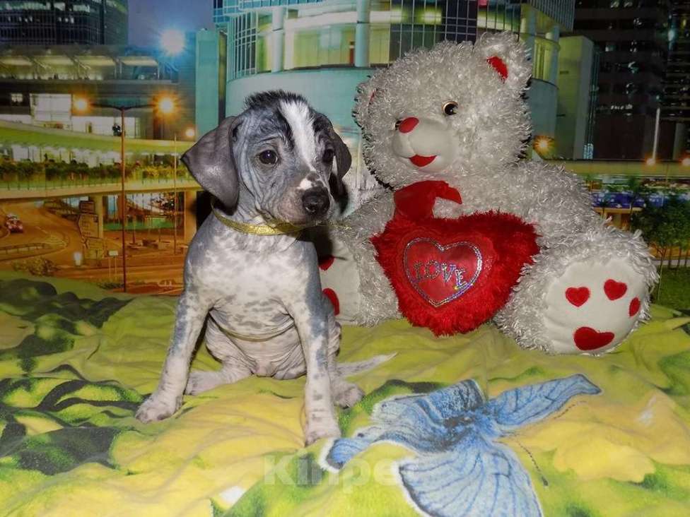 Собаки в Москве: Мексиканская голая, мальчик Мальчик, 25 000 руб. - фото 6