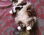 Кошки в Калуге: Кошка Девочка, Бесплатно - фото 3