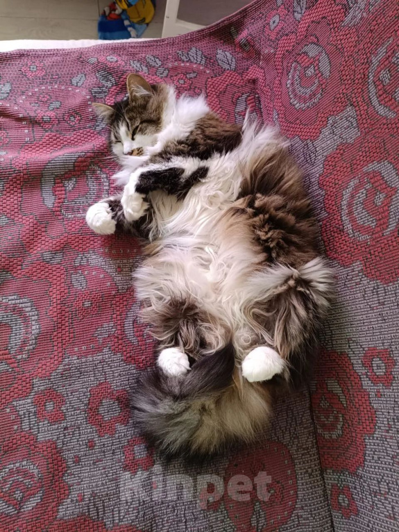 Кошки в Калуге: Кошка Девочка, Бесплатно - фото 3
