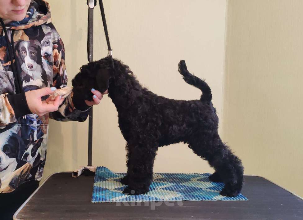 Собаки в Электростали: Керри Блю Терьер, кобель  Мальчик, 60 000 руб. - фото 2