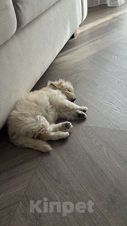 Собаки в Челябинске: Мальтипу f1 девочка Девочка, 100 000 руб. - фото 5