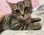 Кошки в Якутске: Котята Мальчик, Бесплатно - фото 1