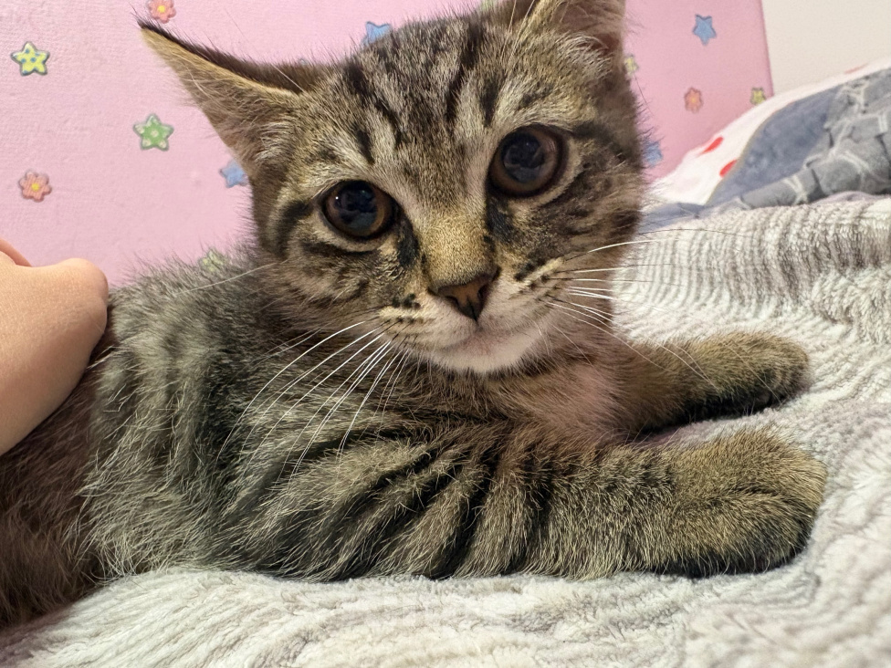 Кошки в Якутске: Котята Мальчик, Бесплатно - фото 1