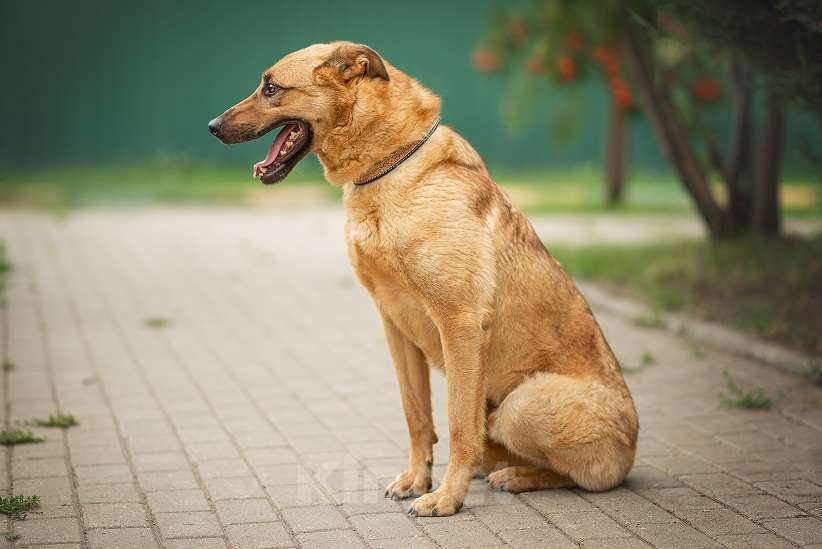 Собаки в Москве: Киоки Мальчик, Бесплатно - фото 6
