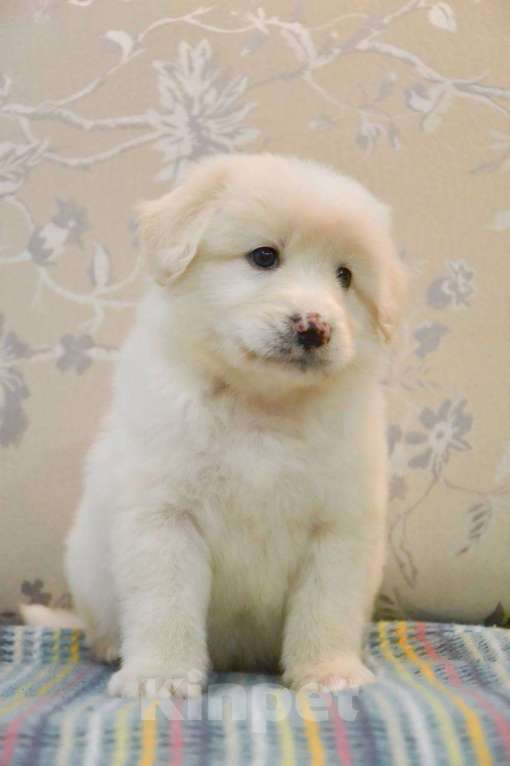 Собаки в Москве: Белая Швейцарская Овчарка щенок  Мальчик, 5 000 руб. - фото 3