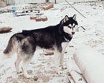 Собаки в Астрахани: Вязка!!!!!!, 2 500 руб. - фото 3