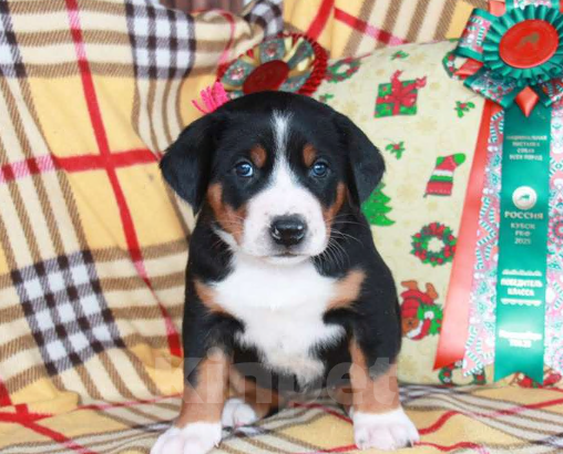 Собаки в Москве: большой швейцарский зенненхунд (гросс) щенки Девочка, 150 000 руб. - фото 1