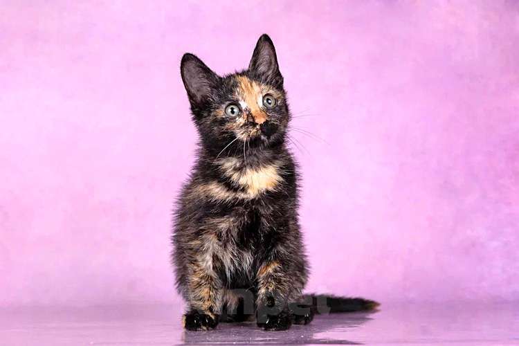 Кошки в Москве: Кото-девочки Ницу и Трес, ласковые солнышки в добрые руки Девочка, 10 руб. - фото 9