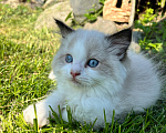 Кошки в Люберцах: Продажа котят породы Регдолл Девочка, 55 000 руб. - фото 1
