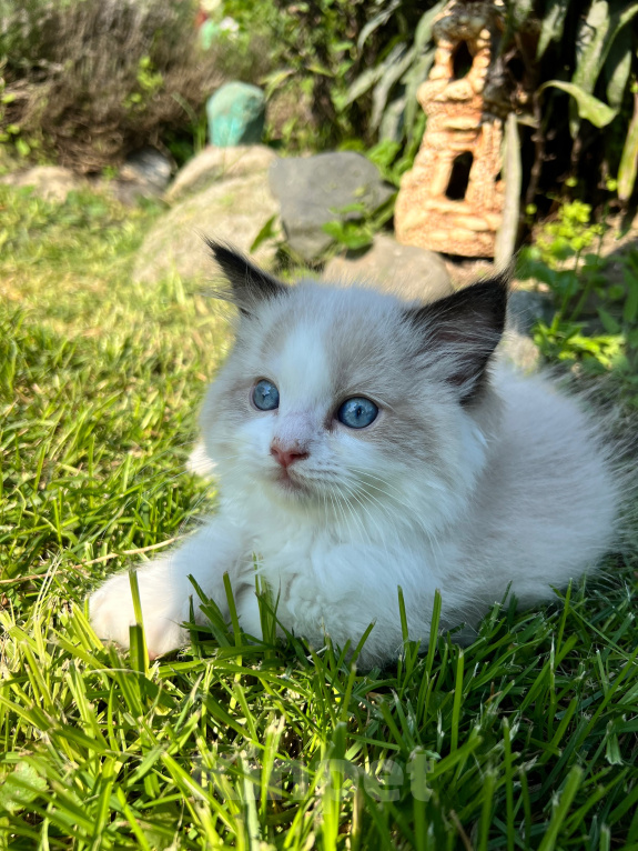 Кошки в Люберцах: Продажа котят породы Регдолл Девочка, 55 000 руб. - фото 1