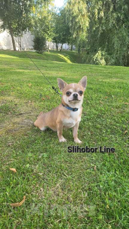 Собаки в Москве: Чихуахуа взрослый мальчик Мальчик, Бесплатно - фото 3