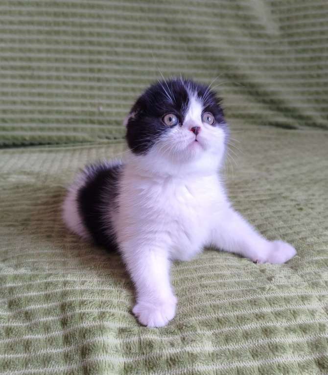 Кошки в Нижнем Новгороде: Шотландский красавчик Мальчик, 45 000 руб. - фото 2