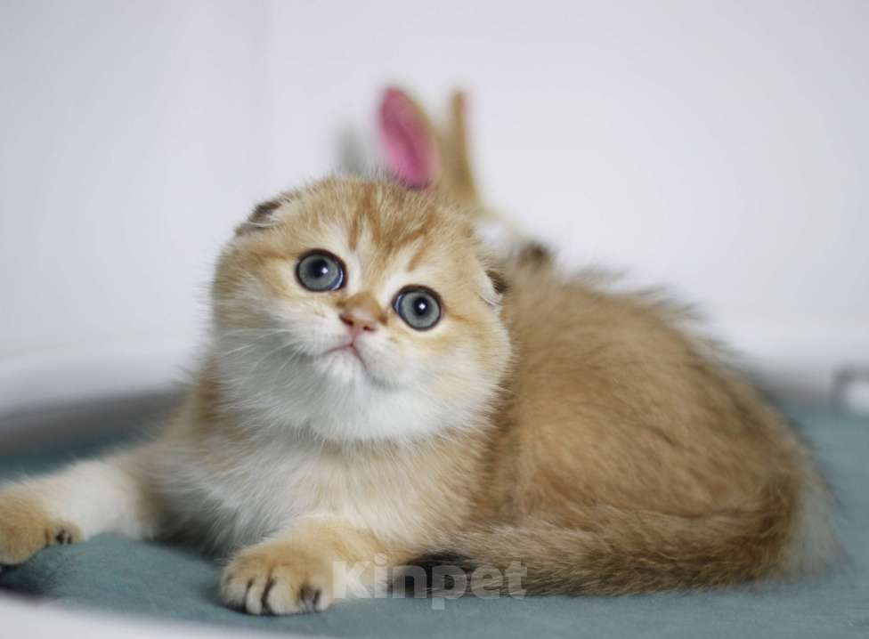 Кошки в Москве: Финкли Девочка, 59 000 руб. - фото 1