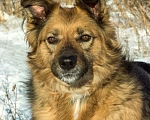 Собаки в Москве: В добрые руки  Девочка, Бесплатно - фото 3