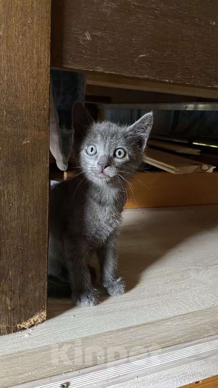 Кошки в Сочи: Котёнок  Мальчик, Бесплатно - фото 1