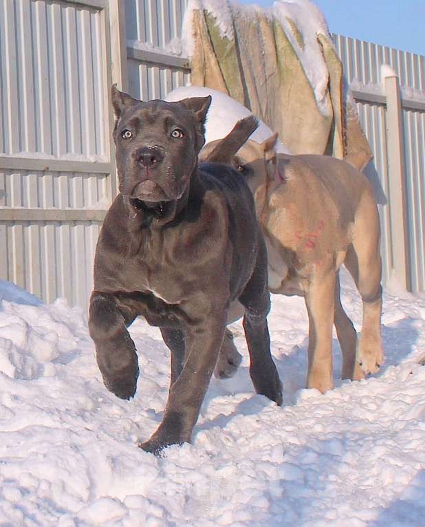 Собаки в других городах Ярославской области: Кане корсо. Мощная девочка. Девочка, 80 000 руб. - фото 4