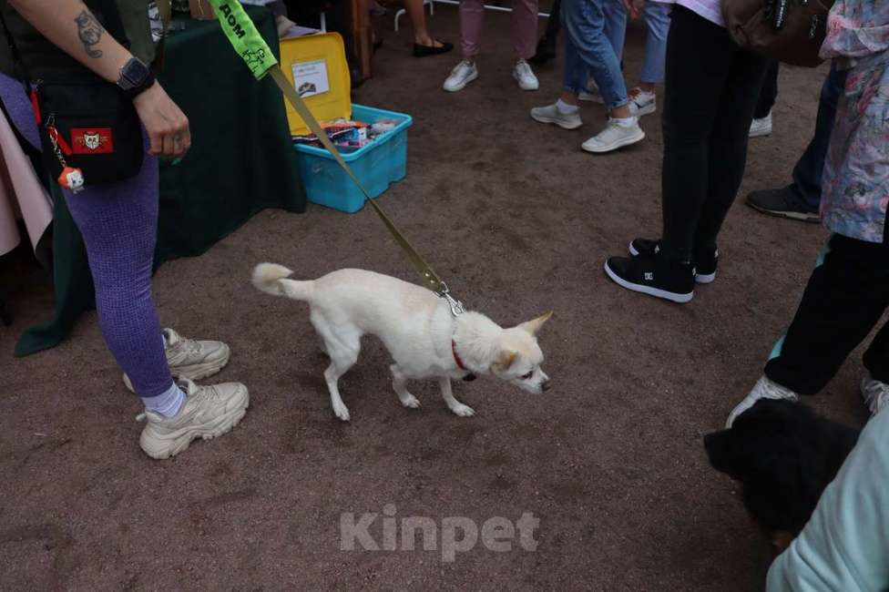 Собаки в Санкт-Петербурге: Маленький джентльмен весом 6 кг Мальчик, Бесплатно - фото 6
