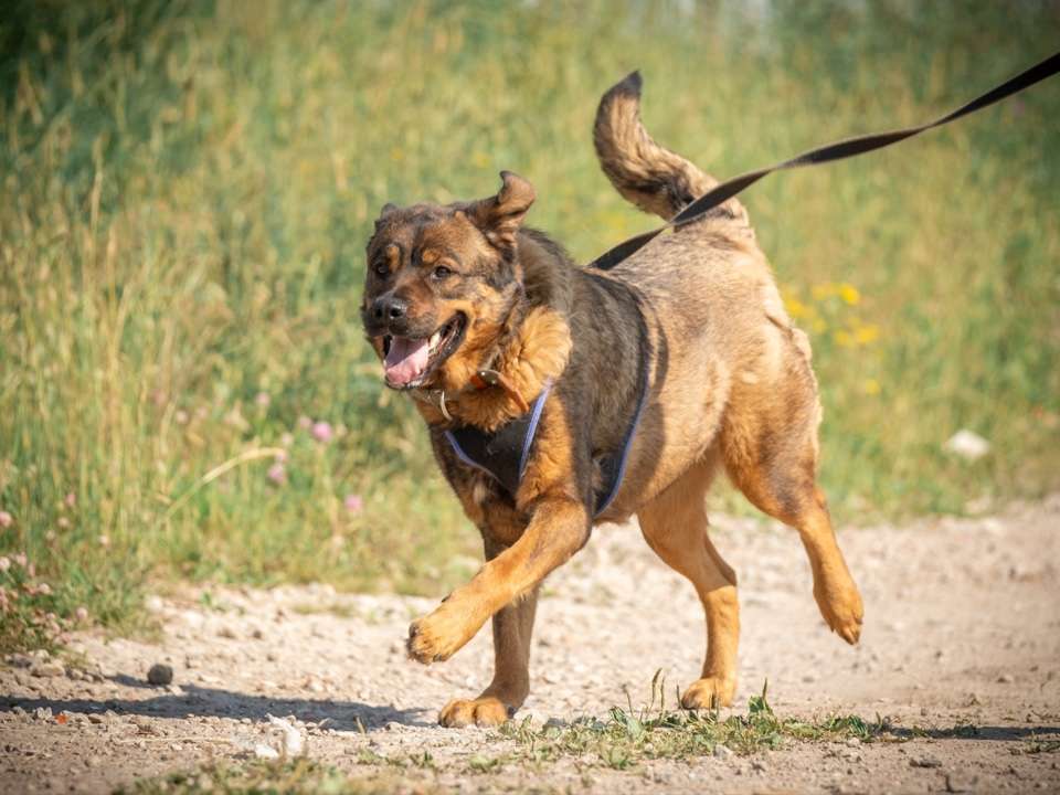 Собаки в Москве: Прекрасная собака на охрану Альфа в дар Девочка, 1 руб. - фото 6