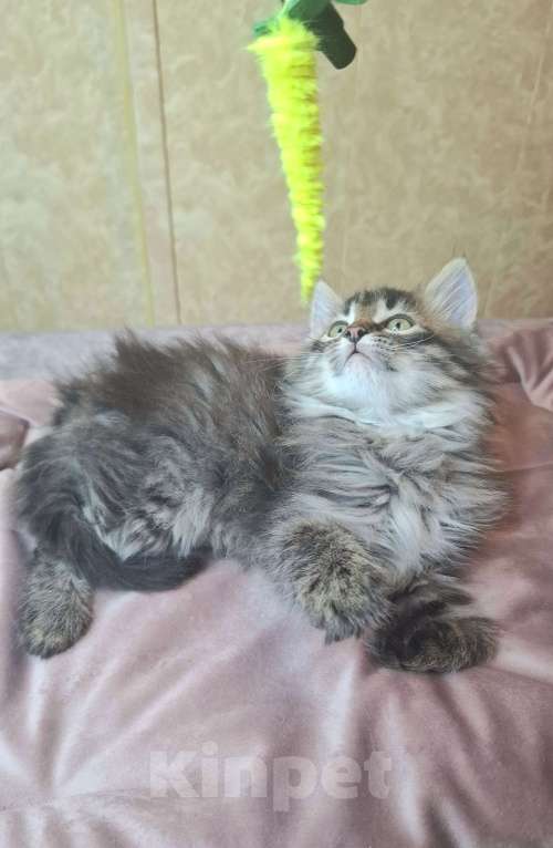 Кошки в Москве: Пушистый котенок в добрые руки  Мальчик, Бесплатно - фото 4