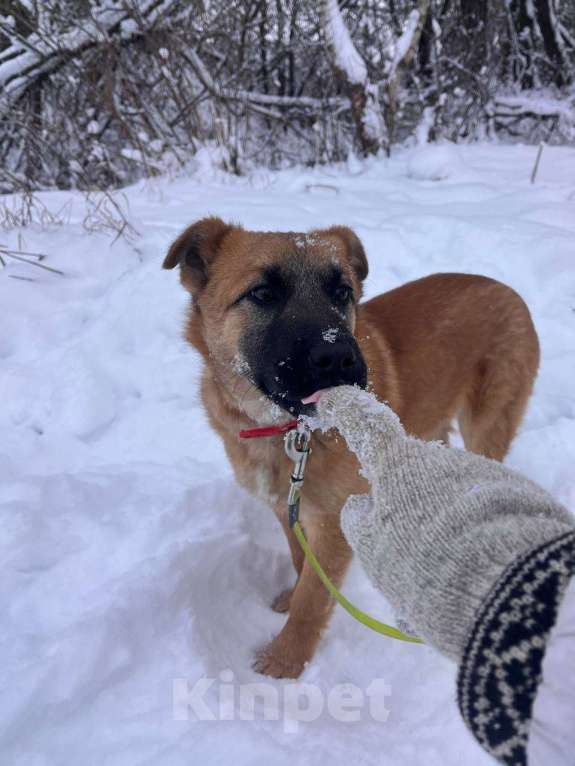 Собаки в Москве: Щенок Кефир ищет дом! Мальчик, Бесплатно - фото 5