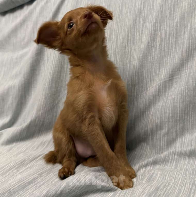 Собаки в Москве: Пражский крысарик, щенки  Мальчик, Бесплатно - фото 7