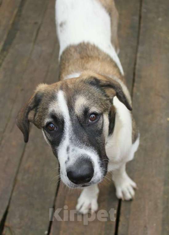 Собаки в Санкт-Петербурге: Белая леди - нежная, добрая собака-подросток Девочка, Бесплатно - фото 3