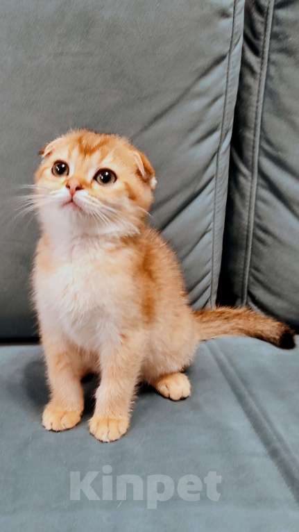 Кошки в Санкт-Петербурге: Шотландские котята Мальчик, 25 000 руб. - фото 3