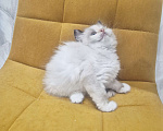 Кошки в Москве: Самый обаятельный котик Рэгдолл  Мальчик, 50 000 руб. - фото 1