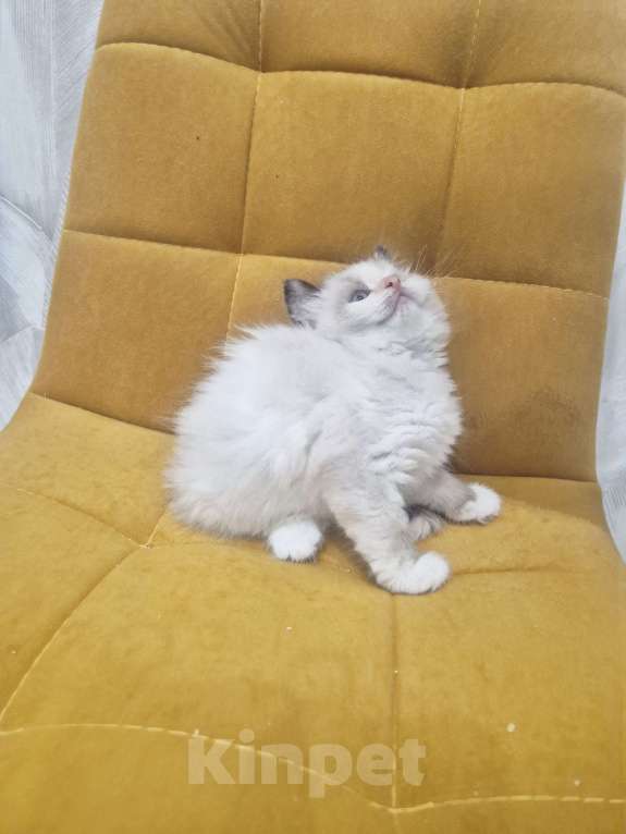 Кошки в Москве: Самый обаятельный котик Рэгдолл  Мальчик, 50 000 руб. - фото 1