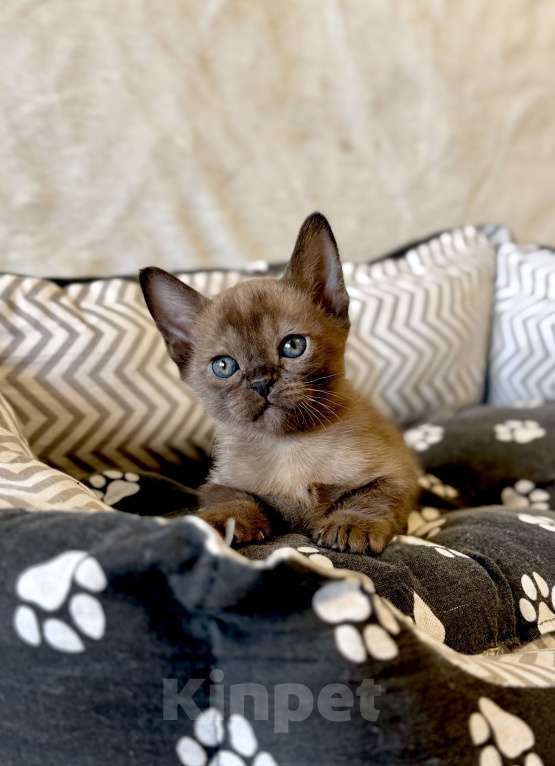 Кошки в Москве: Бурманские котята: открыто бронирование! Мальчик, 80 000 руб. - фото 4