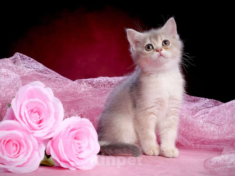 Кошки в Ижевске: Девочка Манчкин Девочка, 50 000 руб. - фото 2